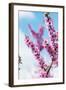 Spring Cherry Blossom Festival, Jinhei, South Korea, Asia-Christian Kober-Framed Photographic Print