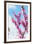 Spring Cherry Blossom Festival, Jinhei, South Korea, Asia-Christian Kober-Framed Photographic Print