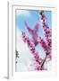 Spring Cherry Blossom Festival, Jinhei, South Korea, Asia-Christian Kober-Framed Photographic Print