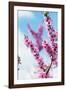 Spring Cherry Blossom Festival, Jinhei, South Korea, Asia-Christian Kober-Framed Photographic Print