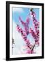 Spring Cherry Blossom Festival, Jinhei, South Korea, Asia-Christian Kober-Framed Photographic Print