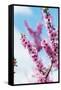 Spring Cherry Blossom Festival, Jinhei, South Korea, Asia-Christian Kober-Framed Stretched Canvas