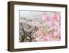 Spring Cherry Blossom Festival, Jinhei, South Korea, Asia-Christian Kober-Framed Photographic Print