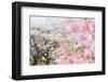 Spring Cherry Blossom Festival, Jinhei, South Korea, Asia-Christian Kober-Framed Photographic Print