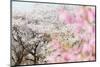 Spring Cherry Blossom Festival, Jinhei, South Korea, Asia-Christian Kober-Mounted Photographic Print