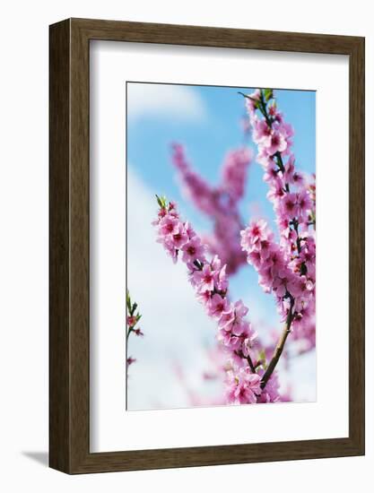 Spring Cherry Blossom Festival, Jinhei, South Korea, Asia-Christian Kober-Framed Photographic Print