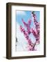 Spring Cherry Blossom Festival, Jinhei, South Korea, Asia-Christian Kober-Framed Photographic Print