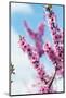 Spring Cherry Blossom Festival, Jinhei, South Korea, Asia-Christian Kober-Mounted Photographic Print