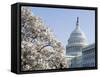 Spring Cherry Blossom, the Capitol Building, Capitol Hill, Washington D.C.-Christian Kober-Framed Stretched Canvas