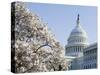 Spring Cherry Blossom, the Capitol Building, Capitol Hill, Washington D.C.-Christian Kober-Stretched Canvas