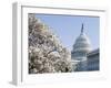 Spring Cherry Blossom, the Capitol Building, Capitol Hill, Washington D.C.-Christian Kober-Framed Photographic Print