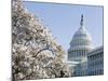 Spring Cherry Blossom, the Capitol Building, Capitol Hill, Washington D.C.-Christian Kober-Mounted Photographic Print