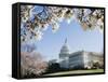 Spring Cherry Blossom, the Capitol Building, Capitol Hill, Washington D.C.-Christian Kober-Framed Stretched Canvas