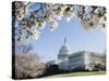 Spring Cherry Blossom, the Capitol Building, Capitol Hill, Washington D.C.-Christian Kober-Stretched Canvas