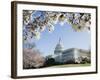 Spring Cherry Blossom, the Capitol Building, Capitol Hill, Washington D.C.-Christian Kober-Framed Photographic Print