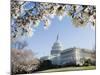 Spring Cherry Blossom, the Capitol Building, Capitol Hill, Washington D.C.-Christian Kober-Mounted Photographic Print