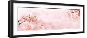 Spring Cherry Blossoms in Full Bloom. Title Header Dimension Image.-landio-Framed Photographic Print