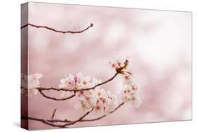 Spring Cherry Blossoms in Soft Spring Light-landio-Stretched Canvas