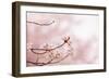 Spring Cherry Blossoms in Soft Spring Light-landio-Framed Art Print