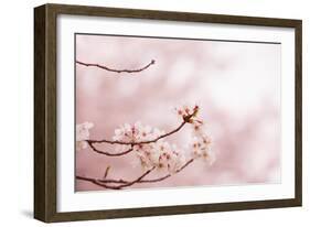 Spring Cherry Blossoms in Soft Spring Light-landio-Framed Art Print