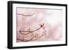 Spring Cherry Blossoms in Soft Spring Light-landio-Framed Art Print