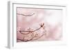 Spring Cherry Blossoms in Soft Spring Light-landio-Framed Art Print