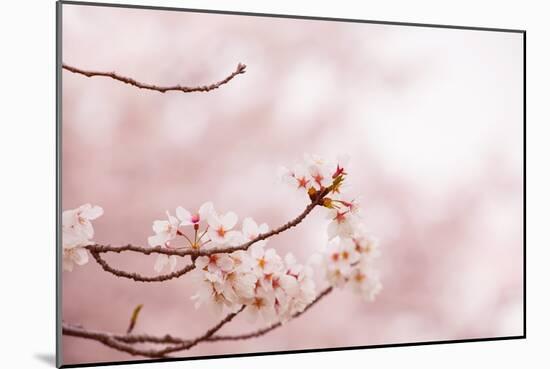 Spring Cherry Blossoms in Soft Spring Light-landio-Mounted Art Print