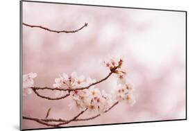 Spring Cherry Blossoms in Soft Spring Light-landio-Mounted Art Print