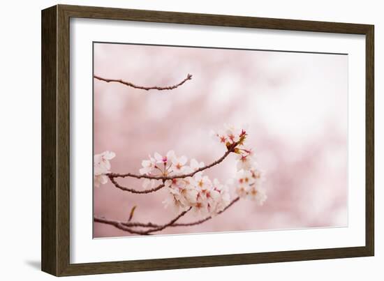 Spring Cherry Blossoms in Soft Spring Light-landio-Framed Premium Giclee Print