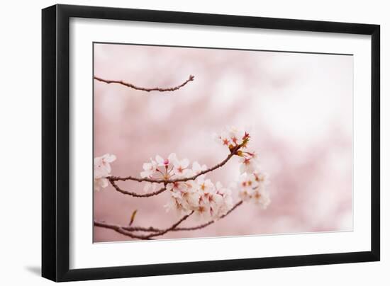 Spring Cherry Blossoms in Soft Spring Light-landio-Framed Premium Giclee Print