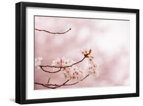 Spring Cherry Blossoms in Soft Spring Light-landio-Framed Premium Giclee Print