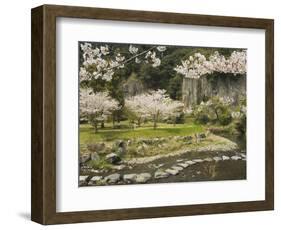 Spring Cherry Blossoms Near River with Stepping Stones, Kagoshima Prefecture, Kyushu, Japan-Christian Kober-Framed Photographic Print