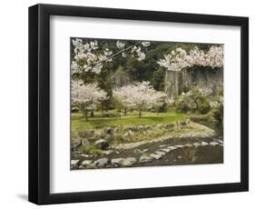 Spring Cherry Blossoms Near River with Stepping Stones, Kagoshima Prefecture, Kyushu, Japan-Christian Kober-Framed Photographic Print