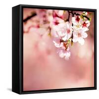 Spring Cherry Blossoms-NicholasHan-Framed Stretched Canvas