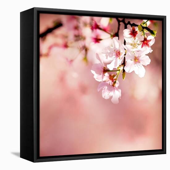 Spring Cherry Blossoms-NicholasHan-Framed Stretched Canvas