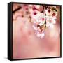 Spring Cherry Blossoms-NicholasHan-Framed Stretched Canvas