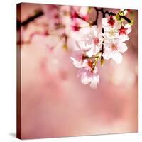 Spring Cherry Blossoms-NicholasHan-Stretched Canvas
