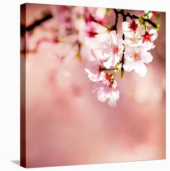 Spring Cherry Blossoms-NicholasHan-Stretched Canvas