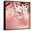 Spring Cherry Blossoms-NicholasHan-Framed Stretched Canvas