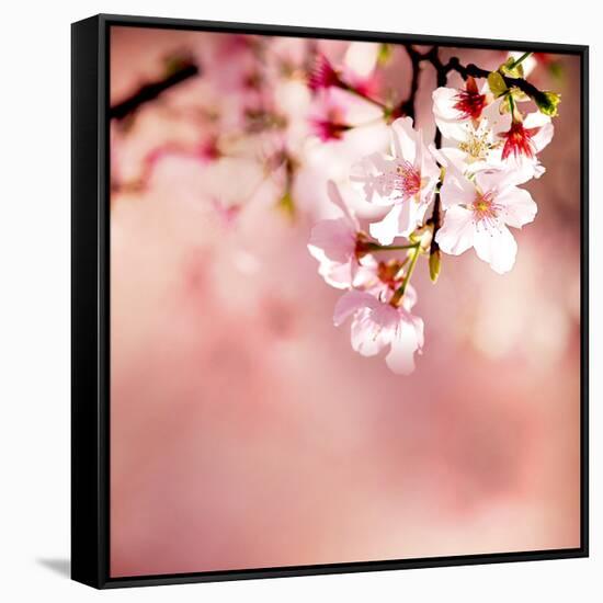 Spring Cherry Blossoms-NicholasHan-Framed Stretched Canvas