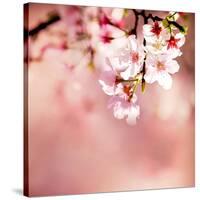 Spring Cherry Blossoms-NicholasHan-Stretched Canvas