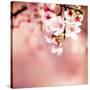 Spring Cherry Blossoms-NicholasHan-Stretched Canvas