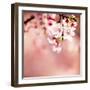 Spring Cherry Blossoms-NicholasHan-Framed Premium Photographic Print