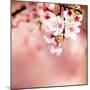 Spring Cherry Blossoms-NicholasHan-Mounted Premium Photographic Print