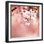 Spring Cherry Blossoms-NicholasHan-Framed Photographic Print