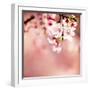 Spring Cherry Blossoms-NicholasHan-Framed Photographic Print