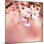 Spring Cherry Blossoms-NicholasHan-Mounted Photographic Print
