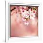 Spring Cherry Blossoms-NicholasHan-Framed Photographic Print