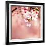 Spring Cherry Blossoms-NicholasHan-Framed Photographic Print