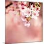 Spring Cherry Blossoms-NicholasHan-Mounted Photographic Print